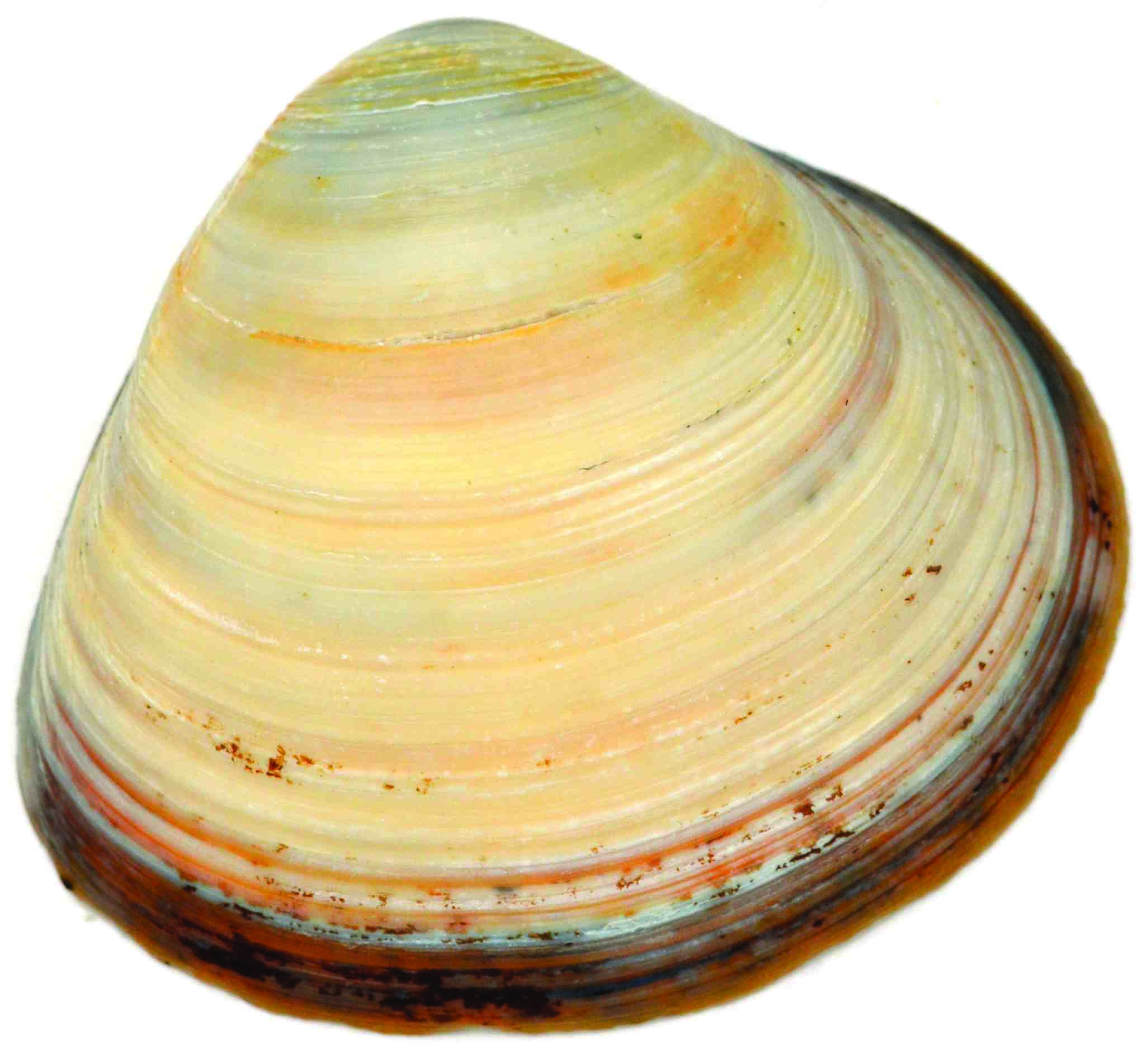 Large trough clam